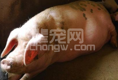 （干货）如何才能准确判定母猪发情的时机