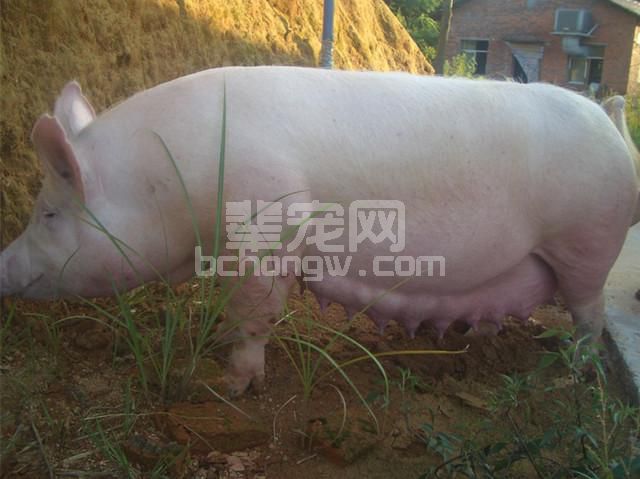 母猪发情，排卵规律！