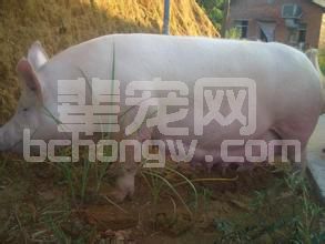 含泪总结产房管理38个漏洞，终于知道母猪为啥没有养好了