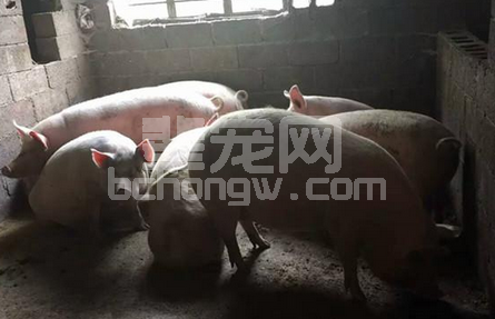 自繁自养的专业母猪猪场的要求和特点