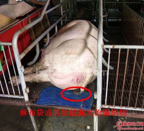 用这4招判断母猪是否产完，你再也不用熬夜了