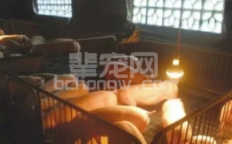 猪场取暖防贼风，一点小改进解决大问题