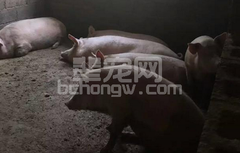 解析为什么有的母猪猪场会产生僵猪的原因？