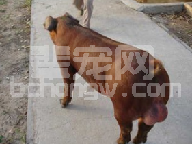 公猪为什么会性欲减退或缺乏？