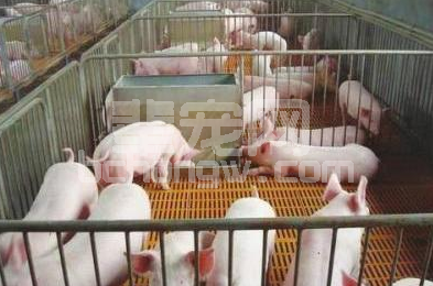 20年经验的老养猪户告诉你：冬季要这样养保育猪