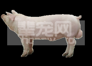 如何合理使用种公猪，保证利用率最大化？