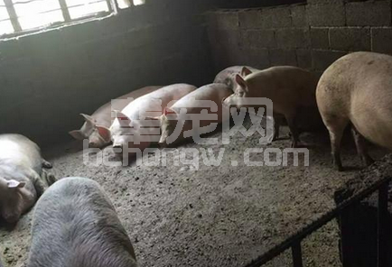 猪场粪便污水处理设施的几种形式