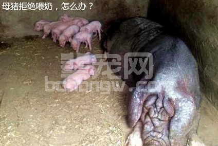 妙招解决母猪产后，不让小猪吃奶（老兽医的土方法）