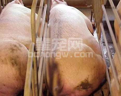 冬季母猪肠胃鼓气的原因与预防措施