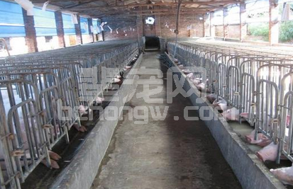 猪场母猪的生产指标是什么？怎么饲养母猪才是合格的？