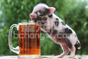 秋冬季预防仔猪腹泻，你知道怎么做吗？
