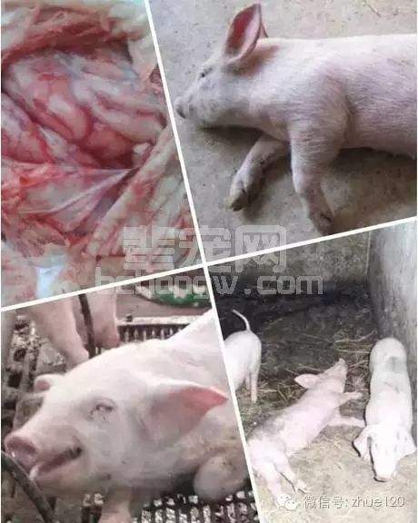 母猪好、好一窝，公猪好、好一坡