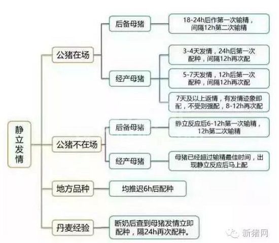 史上最全的提高母猪配种成功率资料
