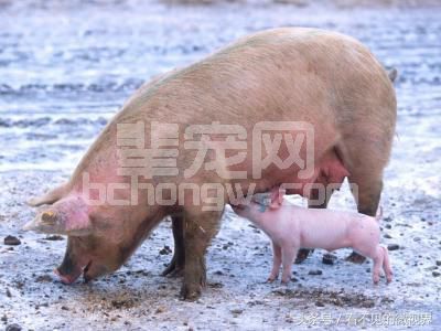 冬季怀孕母猪应该怎么养？您都做到了吗？
