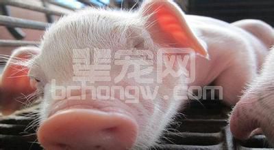 仔猪刚出生就八字脚，站不起来，什么原因？治疗原来这么简单