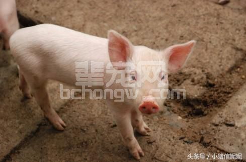 养殖户该出手了，帮猪应该养成七大定位的好习惯