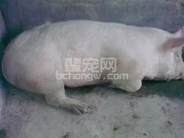 养猪的黄金原则是什么?