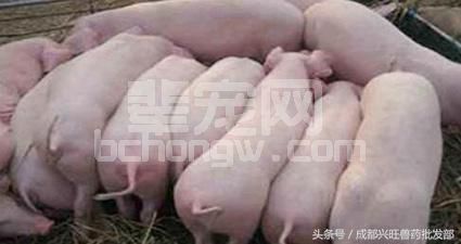 提高仔猪成活率的7个办法