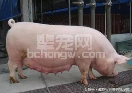 别小瞧！妊娠母猪也需要日粮纤维