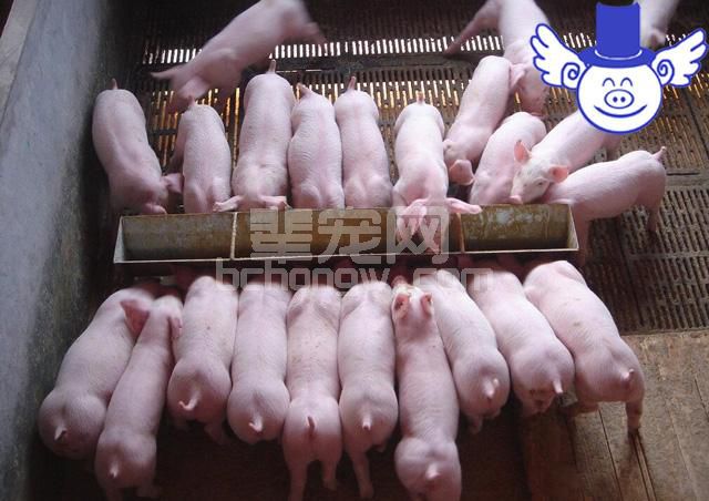 80%的猪场就是因为没做好这些，导致养殖效益上不去！