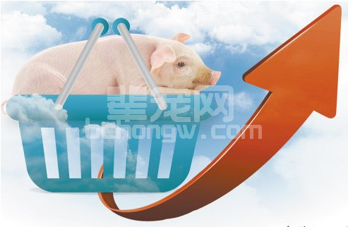生猪价格行情大幅上涨　一头生猪可赚800元