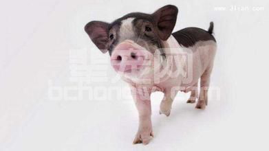 断奶仔猪对饲料的要求