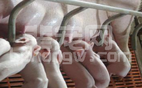 母猪产后站着不愿哺乳的原因分析