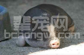 你知不知道，猪病治病治疗有“七大忌”？！