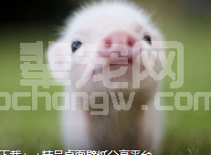 猪病综合防治的黄金法则