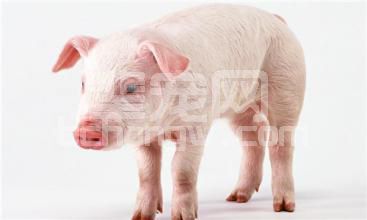 怎样购买优质育肥仔猪，从这两大点排查
