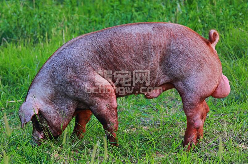 公猪怎么喂合理？ 种公猪的营养需求