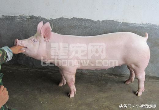 养殖户提高产仔率的第一步：挑好母猪