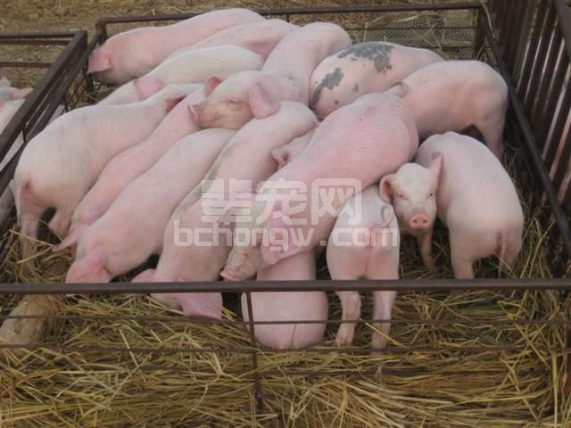 仔猪外购回来后，如何进行调理避免疾病发生造成经济损失？