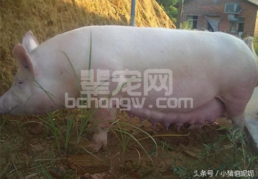 鸡蛋巧用养猪，好处多到让大型养殖场每年节约数十万的兽药费用