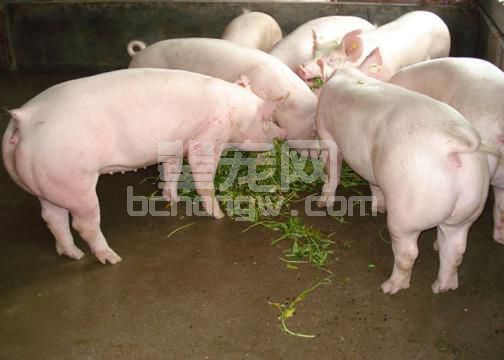 常见饲料原料主要分类，猪喜欢吃什么？