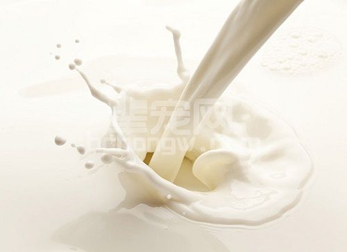 教槽料中添加牛初乳对仔猪体重改善和采食量没有作用？