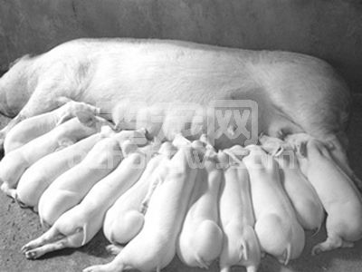 三剂药彻底治疗母猪产后无奶，养猪人都学习学习了！
