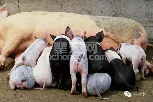 猪场杀手：传染性胸膜肺炎你知道多少？