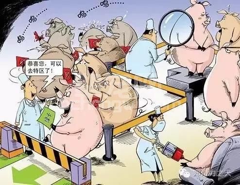 猪场管理的重点在哪里？
