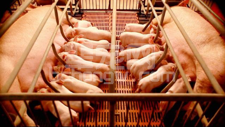 你不得不知的集约化猪场哺乳母猪的饲养管理技术要点