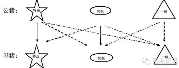 种猪的选种和选配