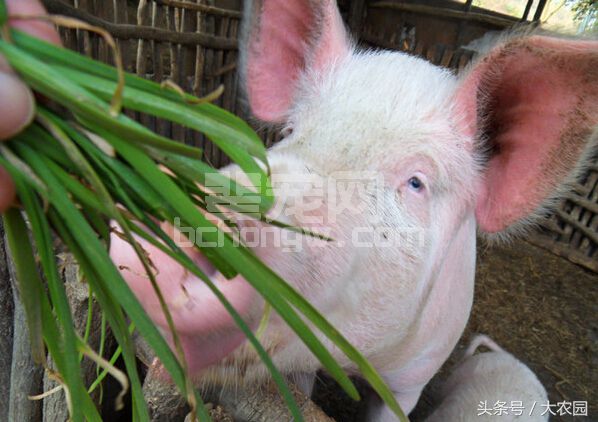 仔猪腹腔补液图文详解