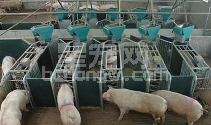 冬季饲养肉猪防寒保暖技术要求