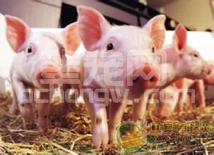 给仔猪断奶应当这样做