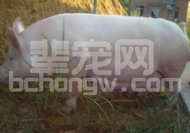 超实用的妊娠母猪饲养方案！