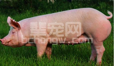 后备母猪营养调节促高产