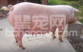 母猪返情率高的十大原因，你在哪一点上躺枪了