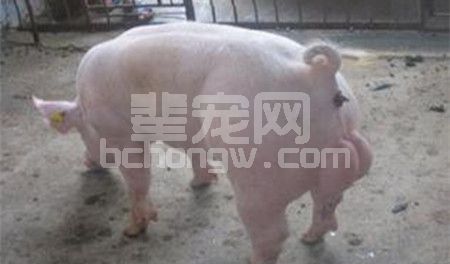 公猪快速调教法