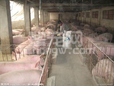 养猪"好日子"还能维持多久