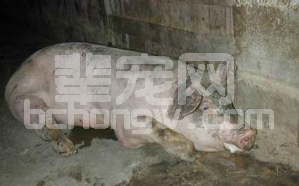 来看看你猪场的伪狂犬病毒的感染属于哪一类？